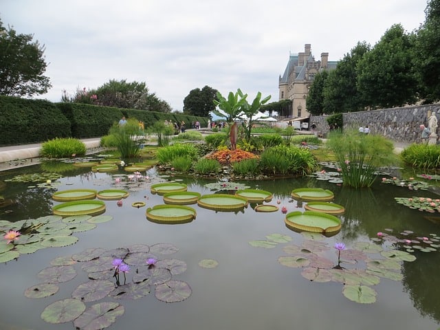 Biltmore Estates garden