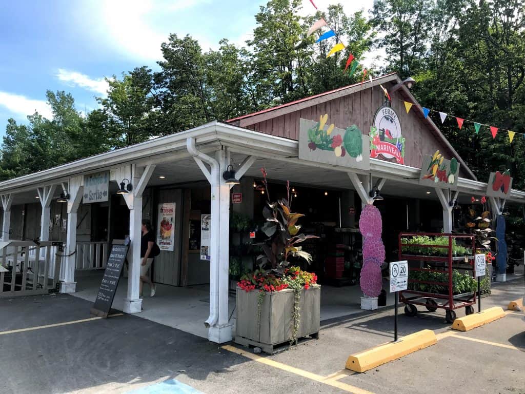 Blueberry Picking in Laval