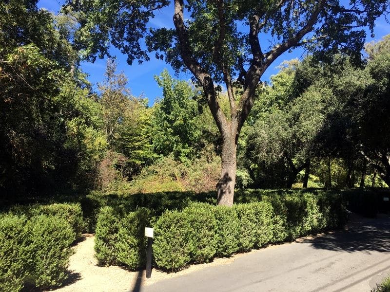 buena vista winery hedge maze