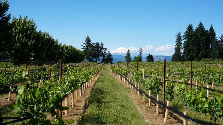 Kid Friendly Wineries in Hood River