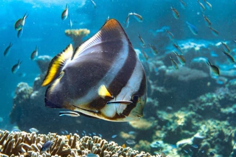 Great Barrier Reef Curious Campers