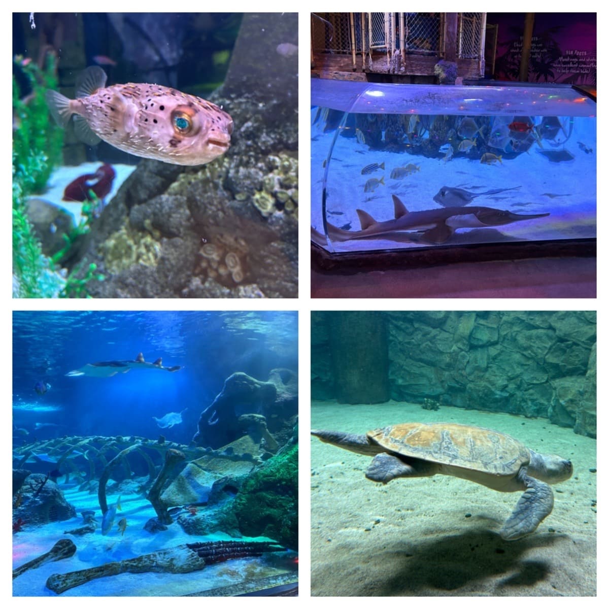 SEA LIFE Aquarium Grapevine Mills Mall