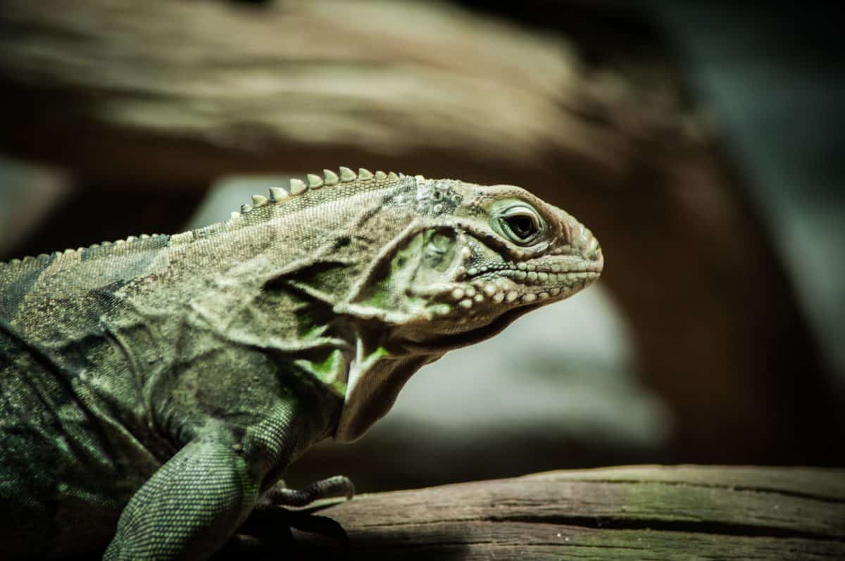 tomas listiak 29689 unsplash