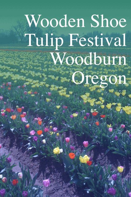 Wooden Shoe Tulip Festival in Woodburn, Oregon